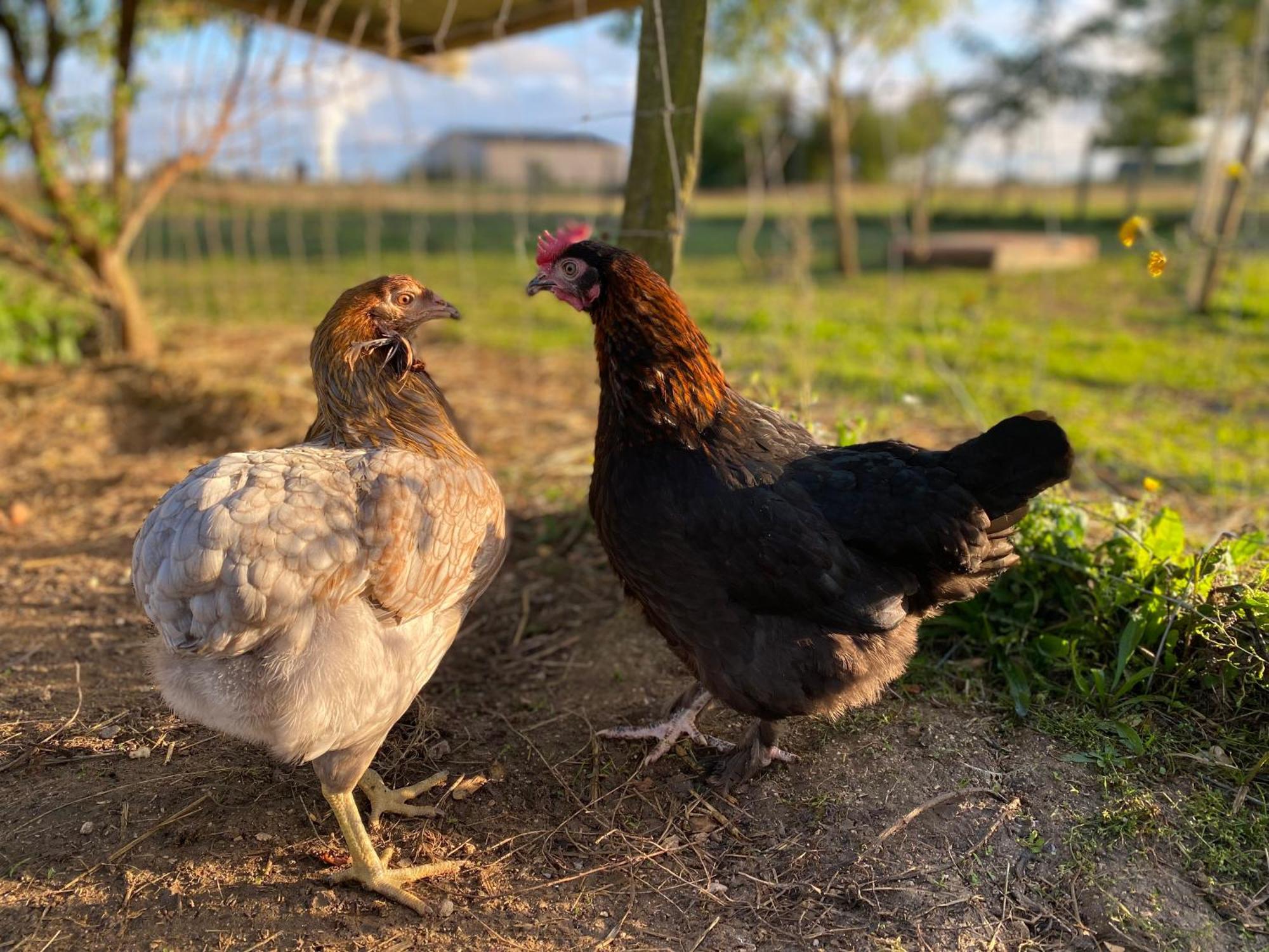 Mobilhome Sous Chalet En Bois A La Ferme Josnes Dış mekan fotoğraf