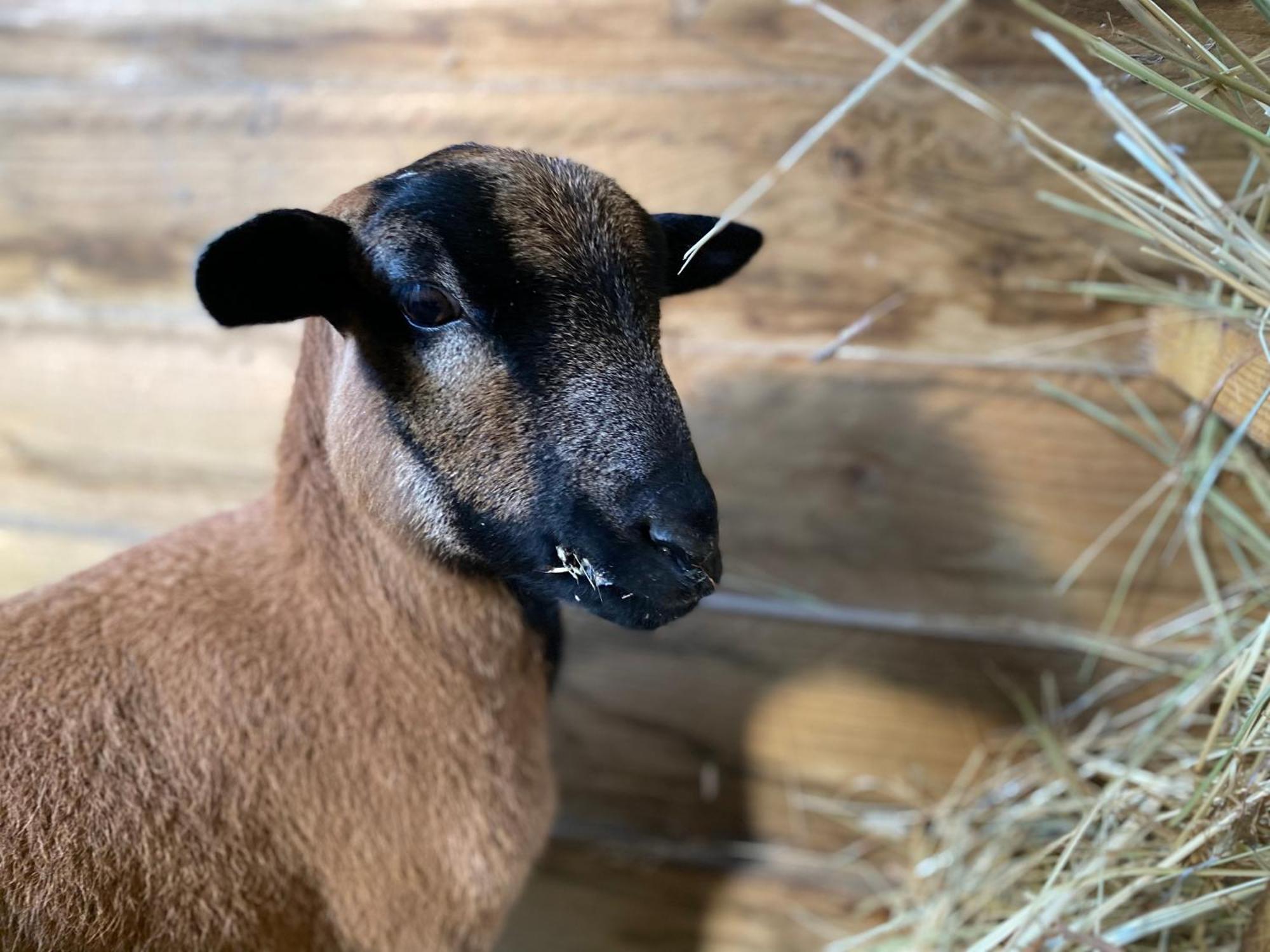 Mobilhome Sous Chalet En Bois A La Ferme Josnes Dış mekan fotoğraf